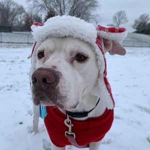 Meet your Posher, Frankie